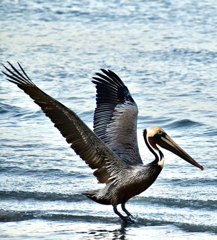 Pelican in Naples Florida